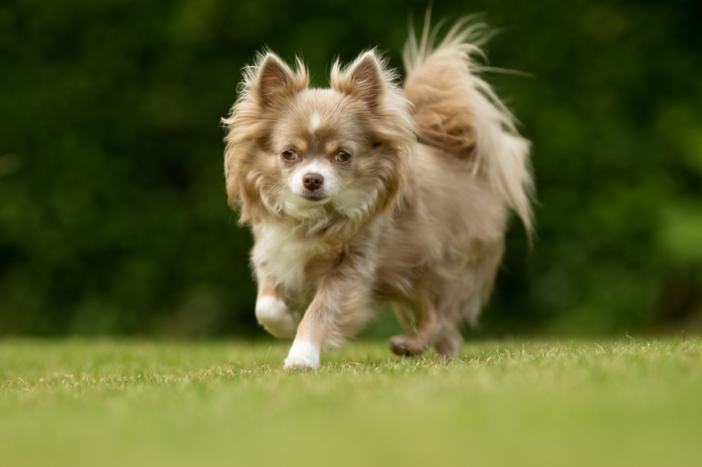 Chihuahua correndo no gramado