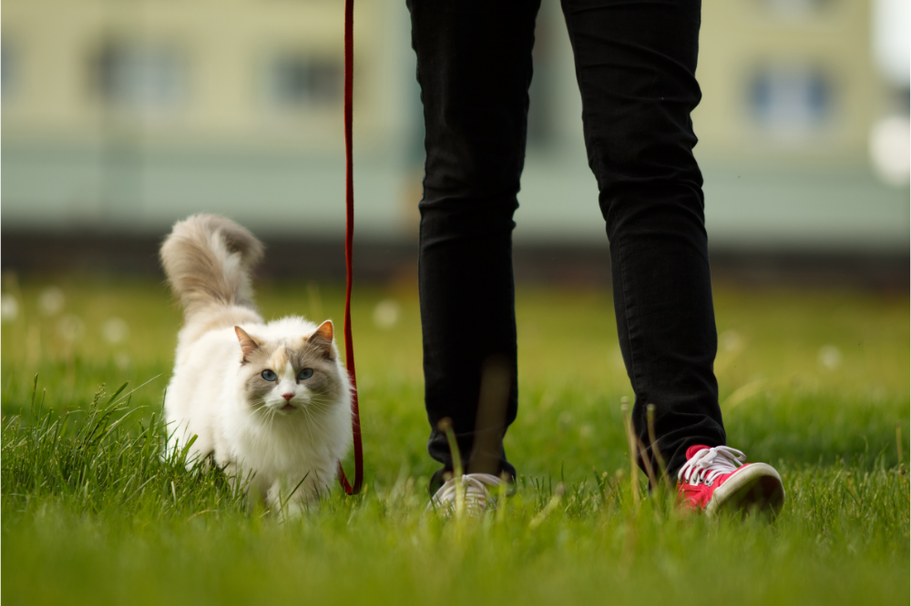 gato passeando de coleira