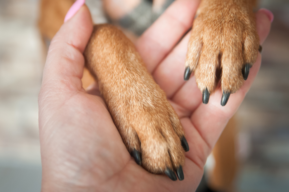 Pata do cão sobre a mão de um humano