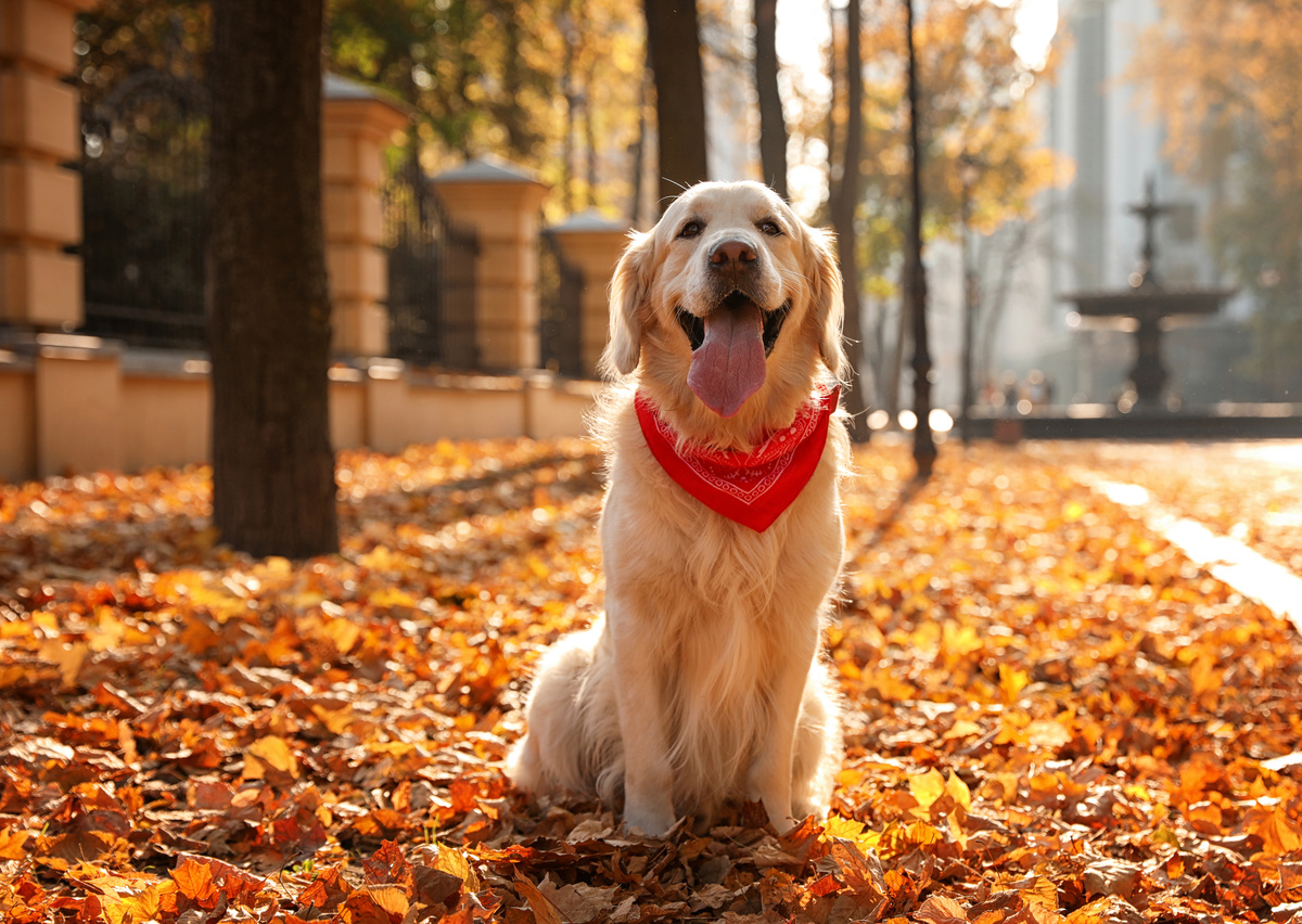 Cachorro da raça golden retriever em rua cheia de folhas secas