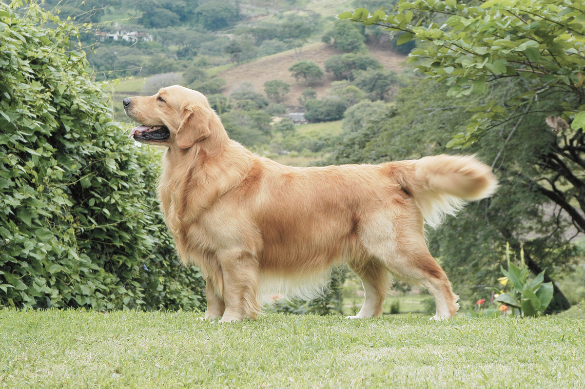 Cachorro da raça golden retriever