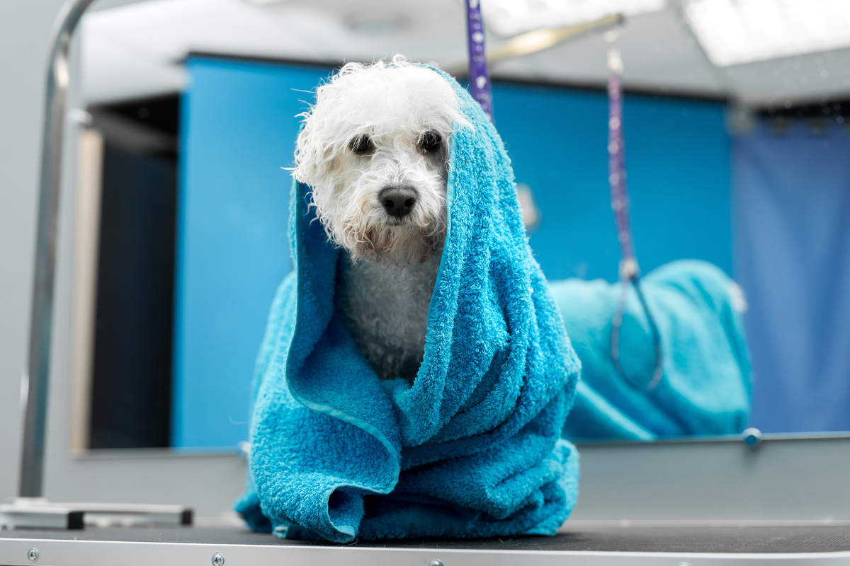 Cão coberto por toalha