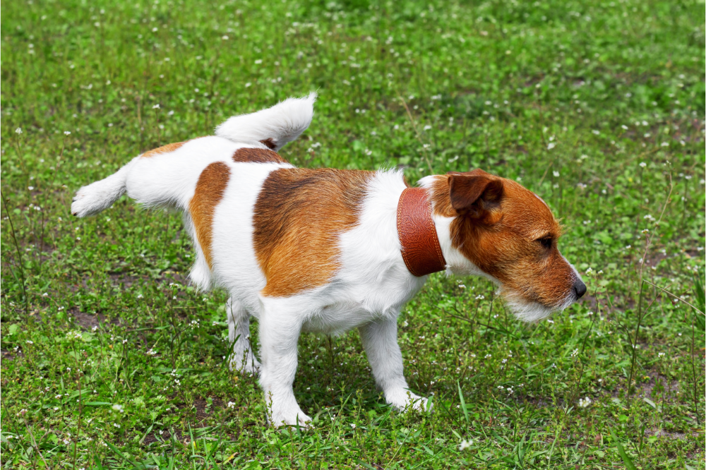 Cachorro urinando na grama