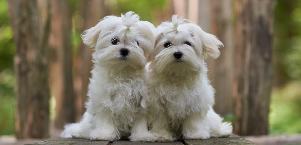 Dois cachorros da raça Maltês
