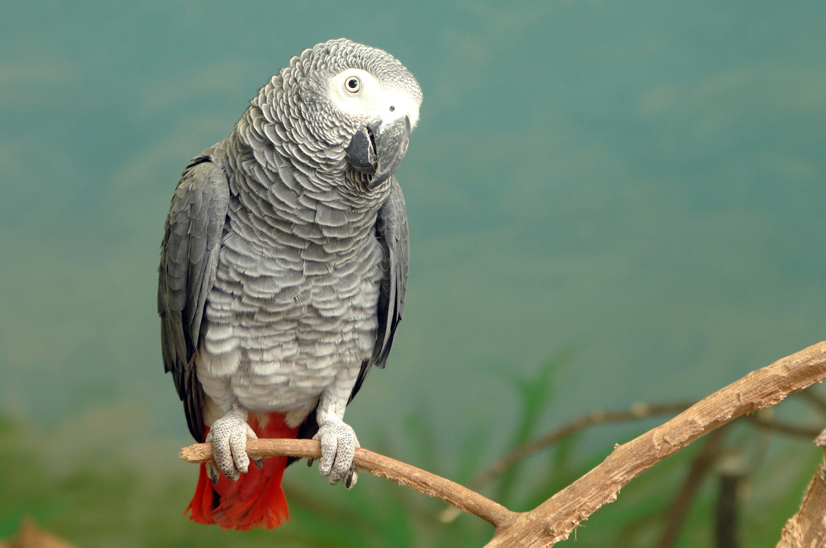 Papagaio-do-congo: conheça 