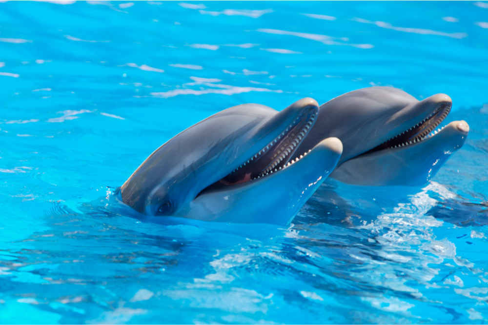 Dois golfinhos