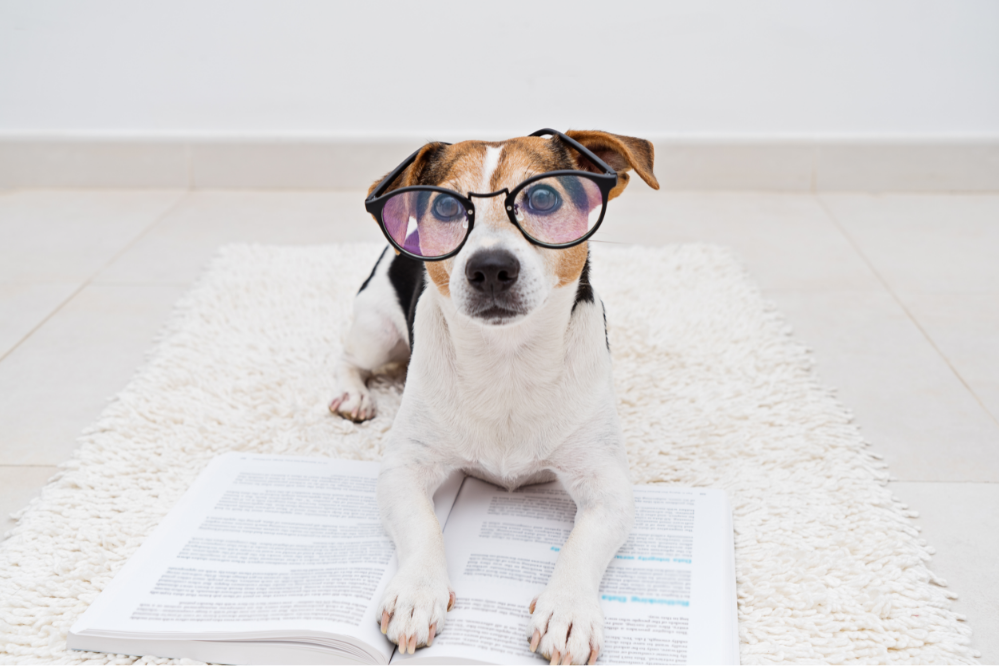Cachorro usando óculos deitado sobre livro