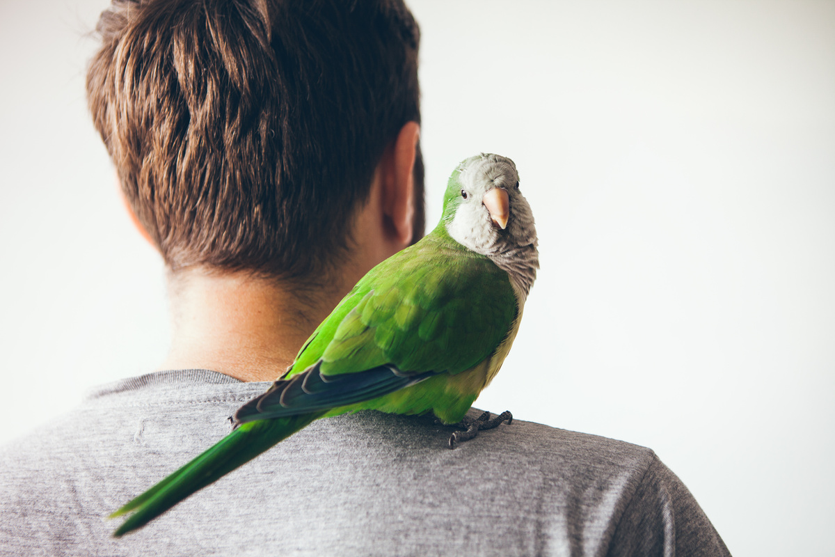 Papagaio no ombro do humano