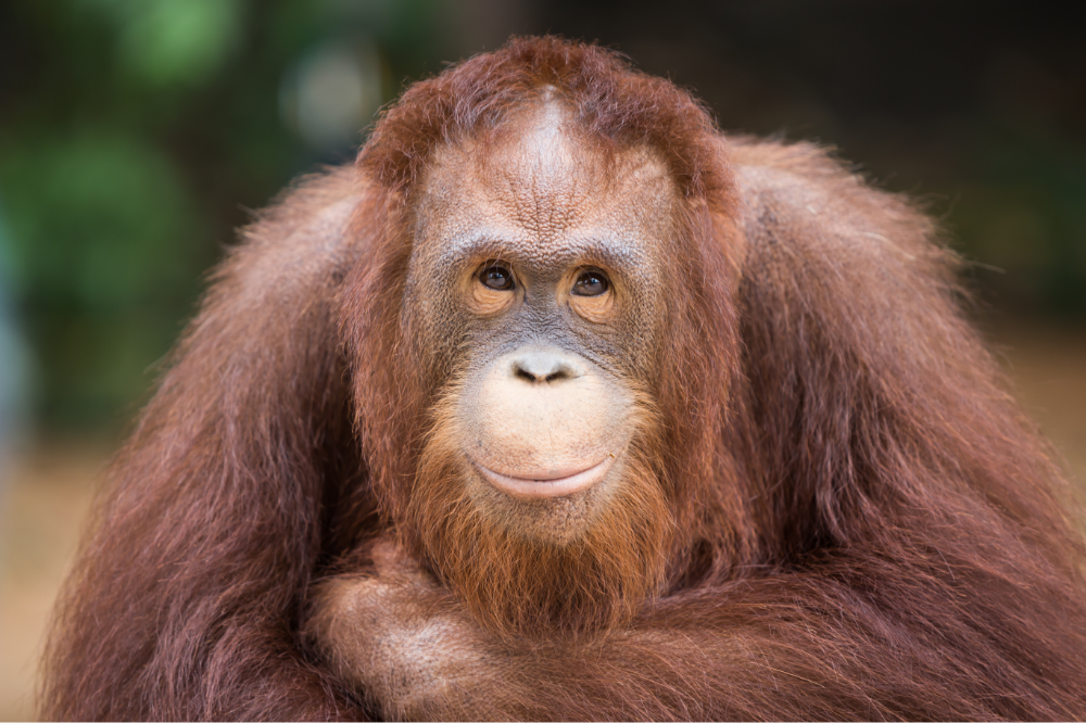 Orangotango marrom