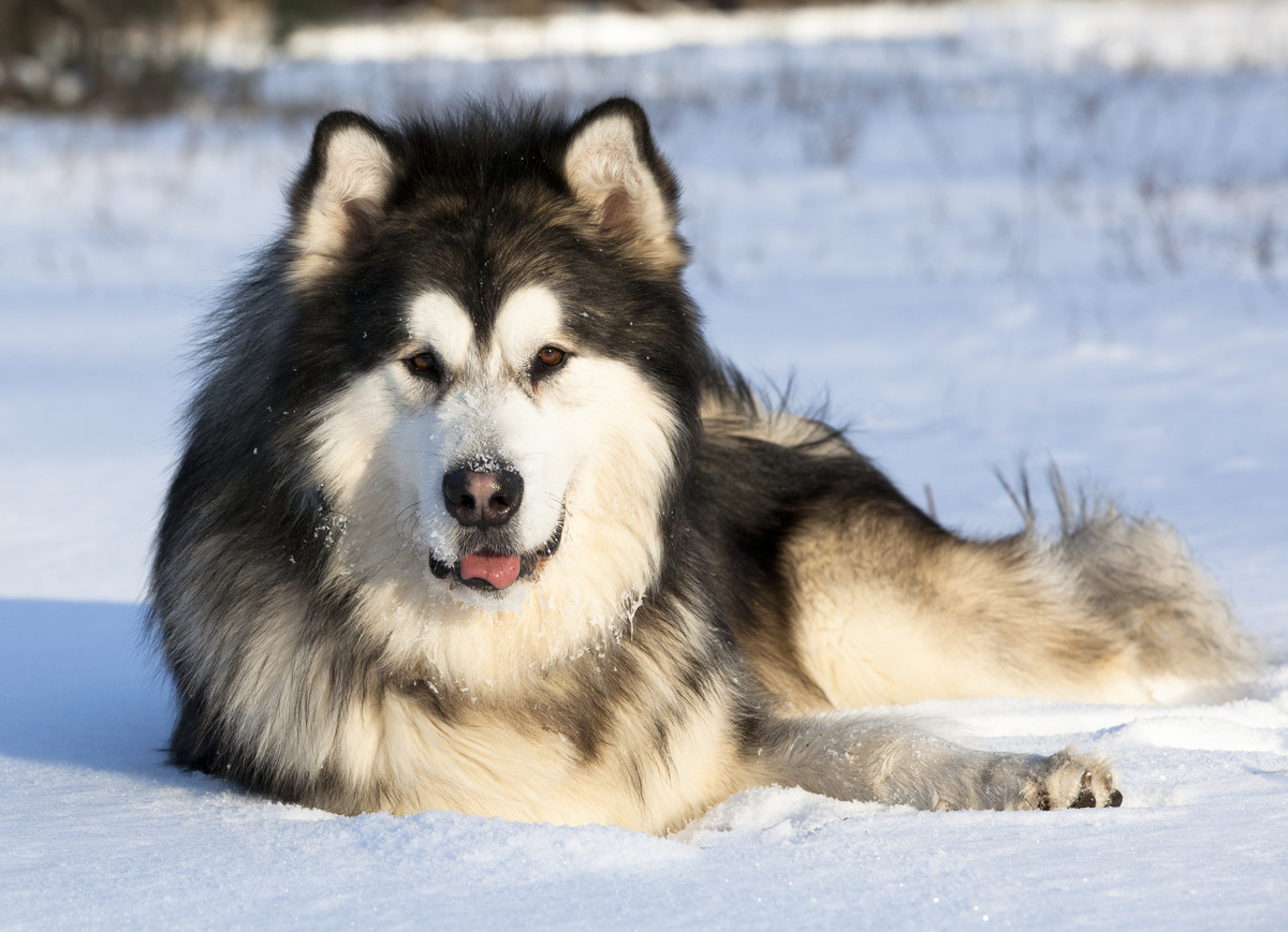 Cachorro da raça malamute do alasca