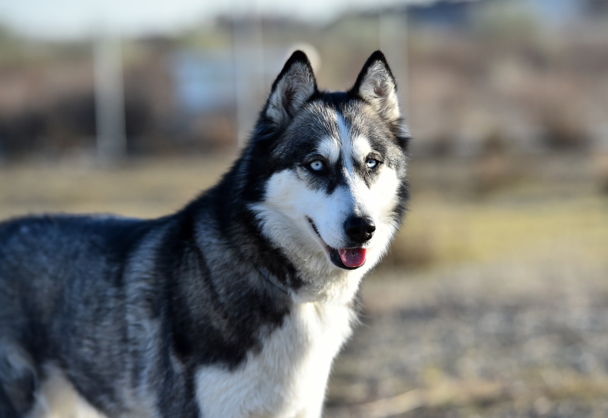 Cachorro da raça husky siberiano