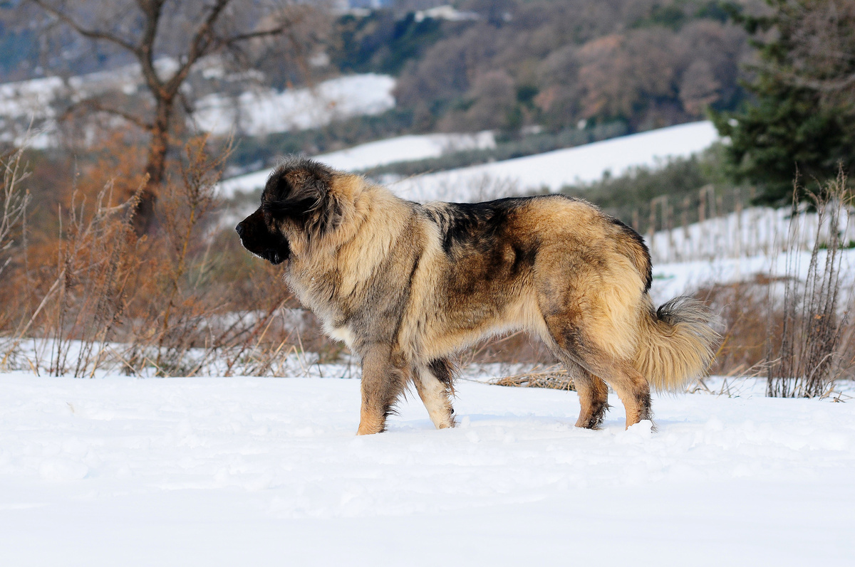 Cachorro da raça pastor do cáucaso