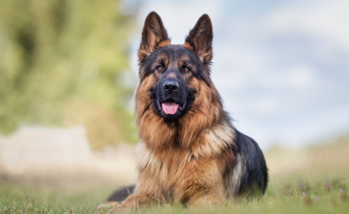 Cachorro da raça pastor alemão