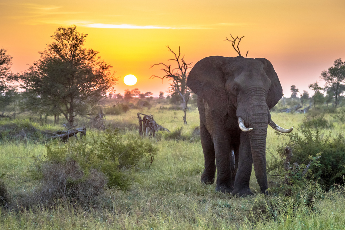 Elefante frente ao por do sol