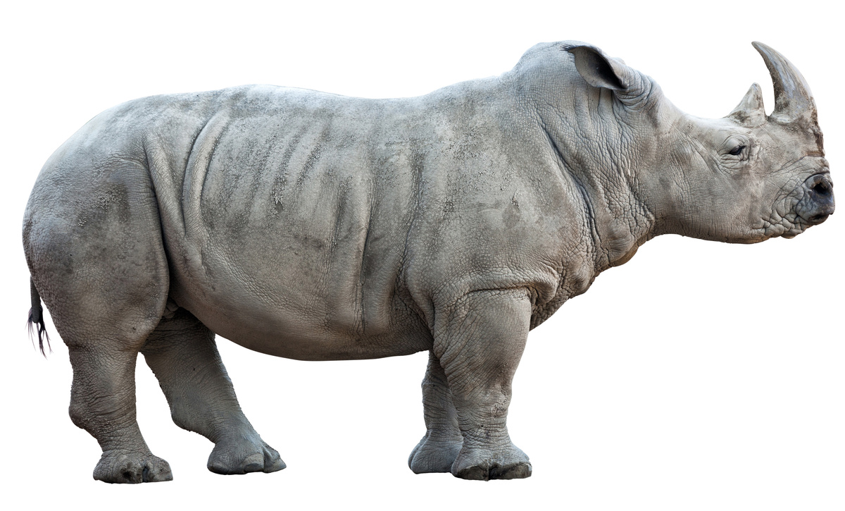 Rinoceronte adulto