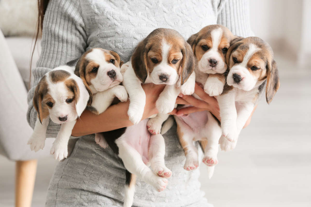Vários Beagles filhotes