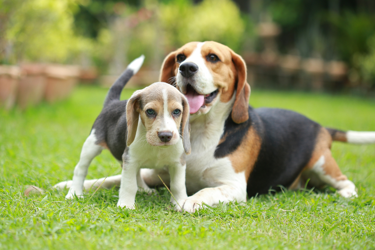 beagle e filhote