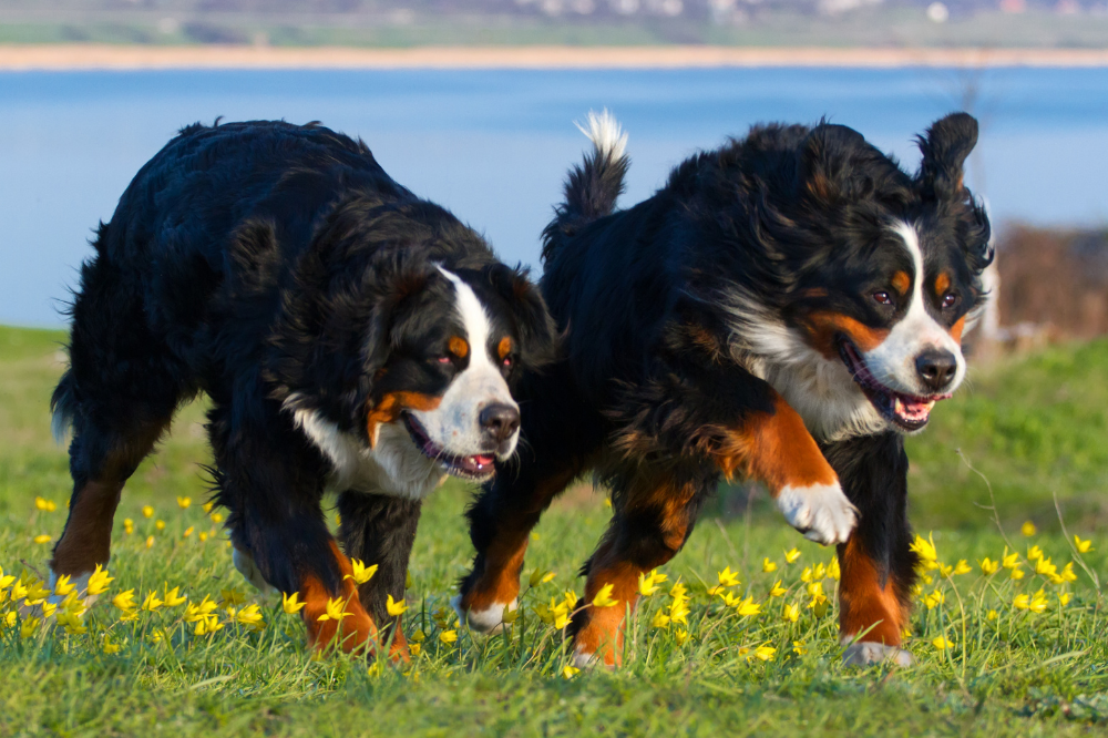 Dois cães Bernese correndo na grama