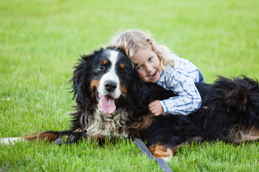 Cão Bernese com uma criança
