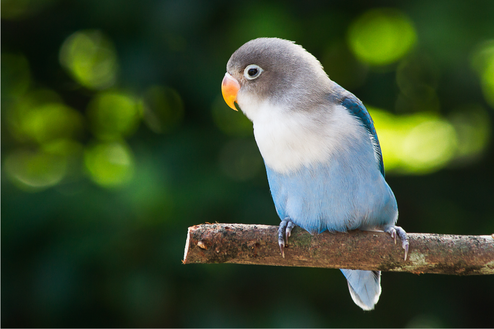 Pássaro Agapornis azul
