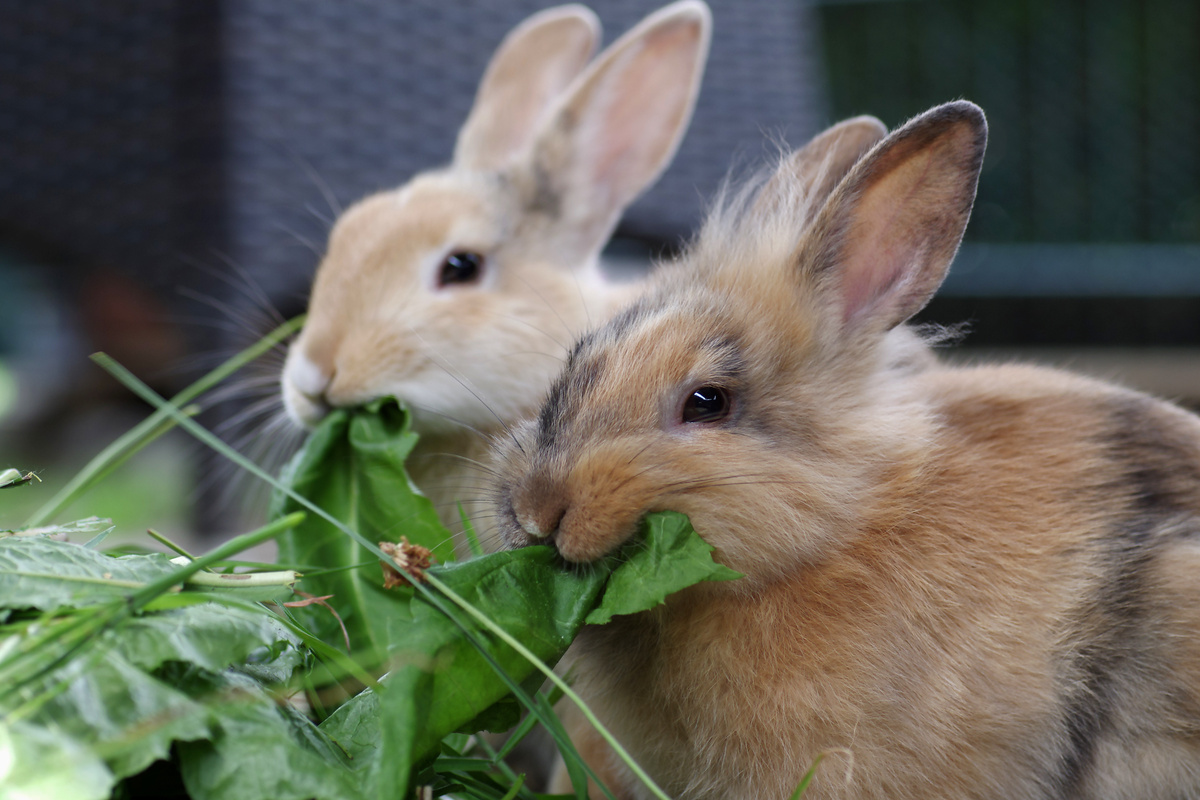 Dois coelhos comendo folhas