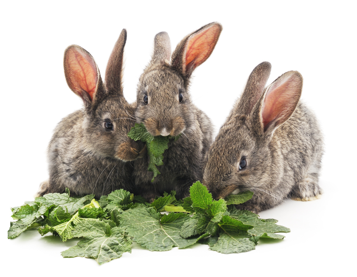 Três coelhos comento folhas