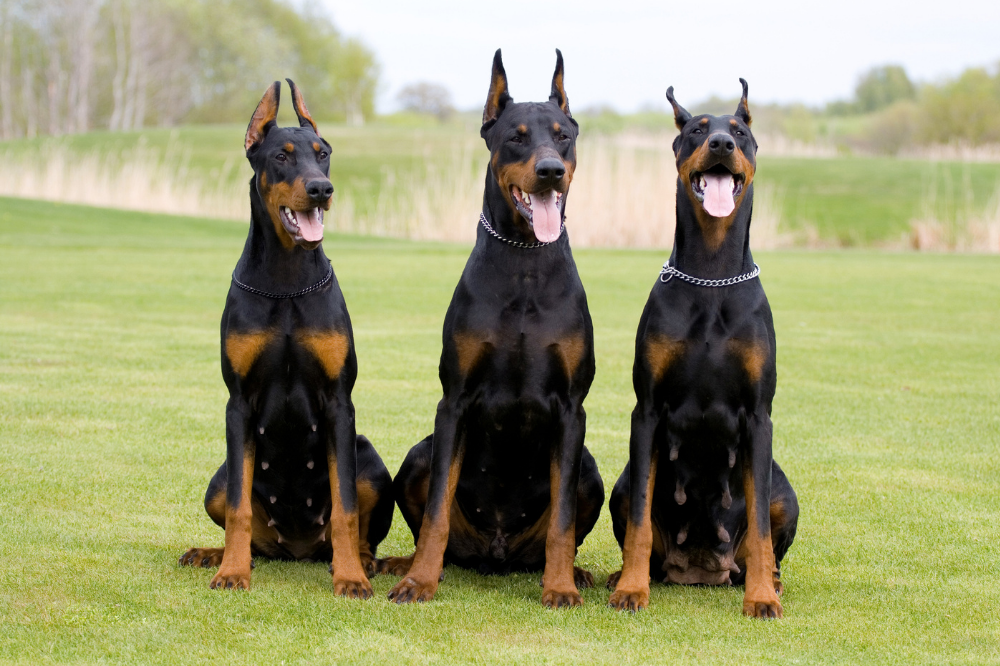 Três cães Doberman pretos sentados