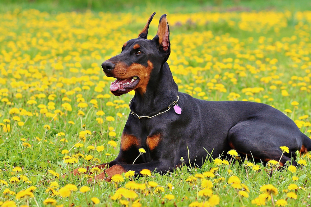 Cão Doberman preto deitado nas flores