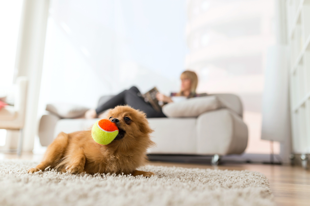 Cachorro pequeno e imagem desfocada de dono ao fundo sentado no sofá