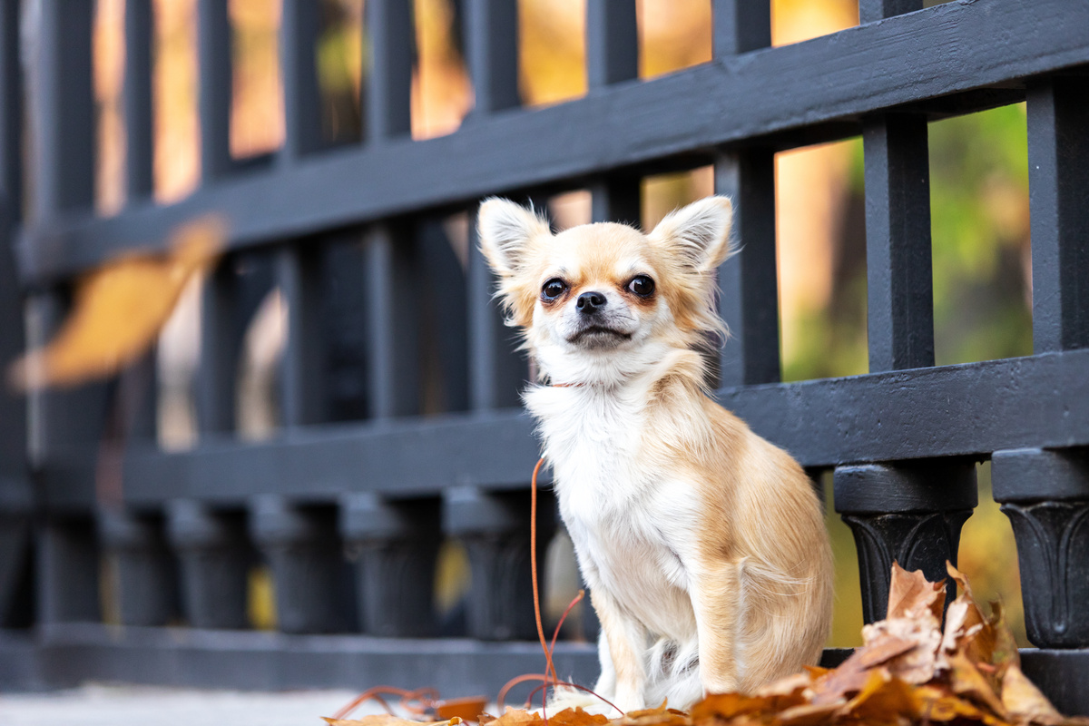 Chihuahua sentado junto a portão