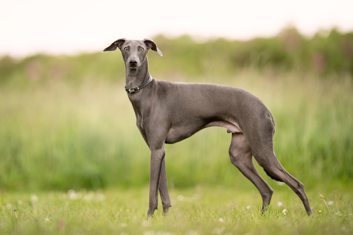 Greyhound ao ar livre