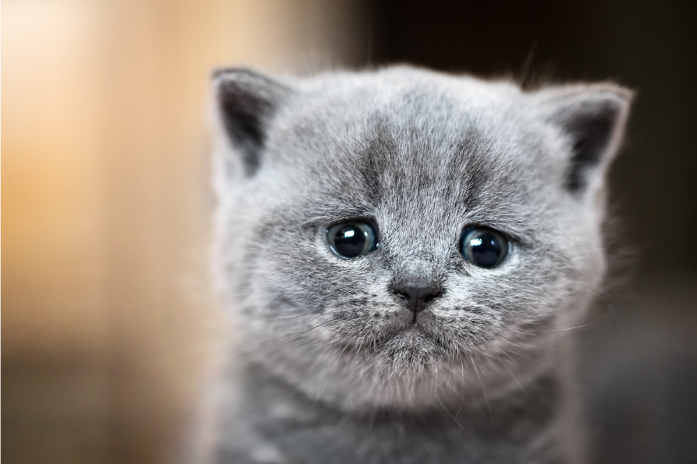 Gato cinza com os olhos lacrimejando