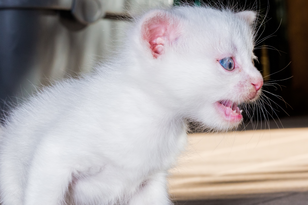 Gato filhote branco chorando