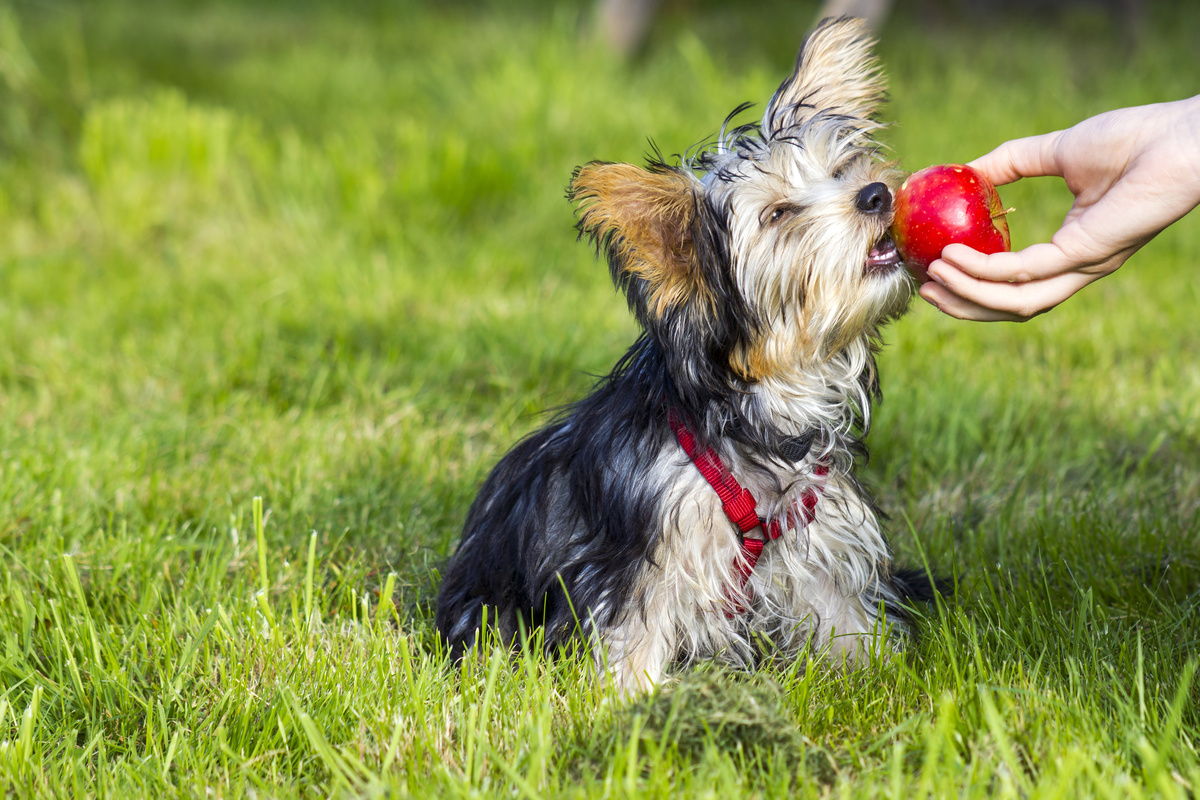 Cãozinho sentado no gramado comendo maçã