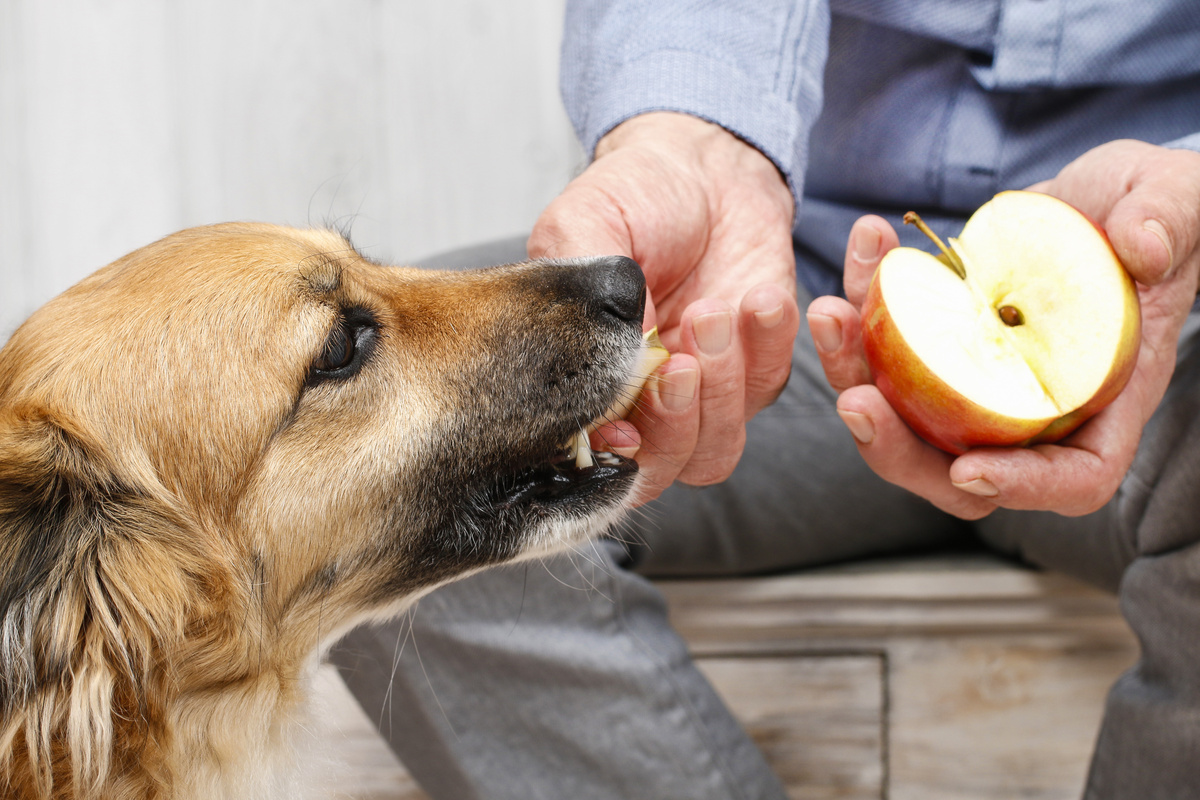 Homem alimentando o cão com maçã