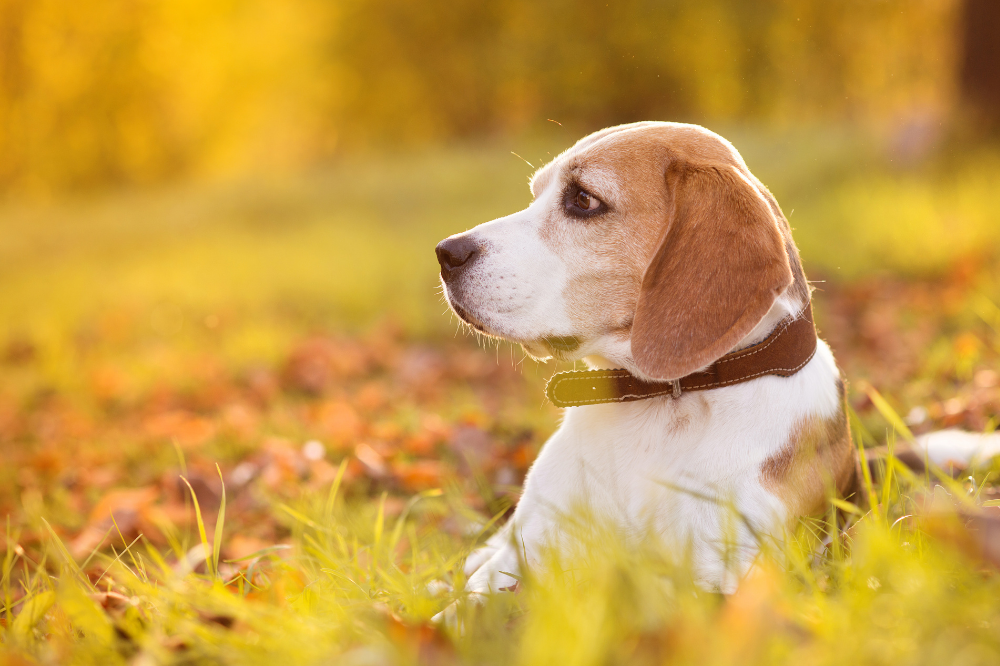 Cão Beagle deitado na grama