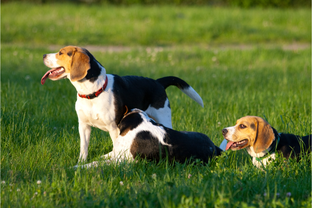 Cães Beagle na grama
