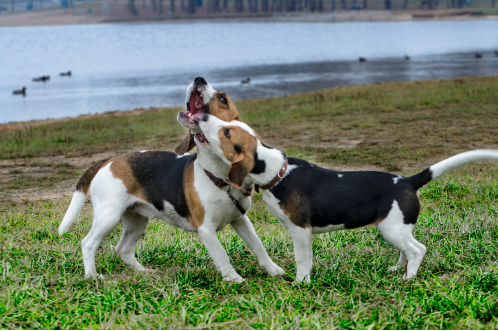 Cães Beagle brincando