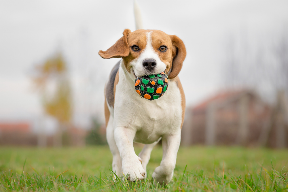 Cão Beagle com brinquedo na boca