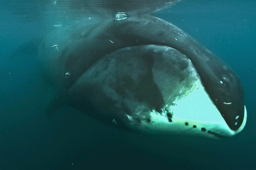 Baleia da Groenlândia