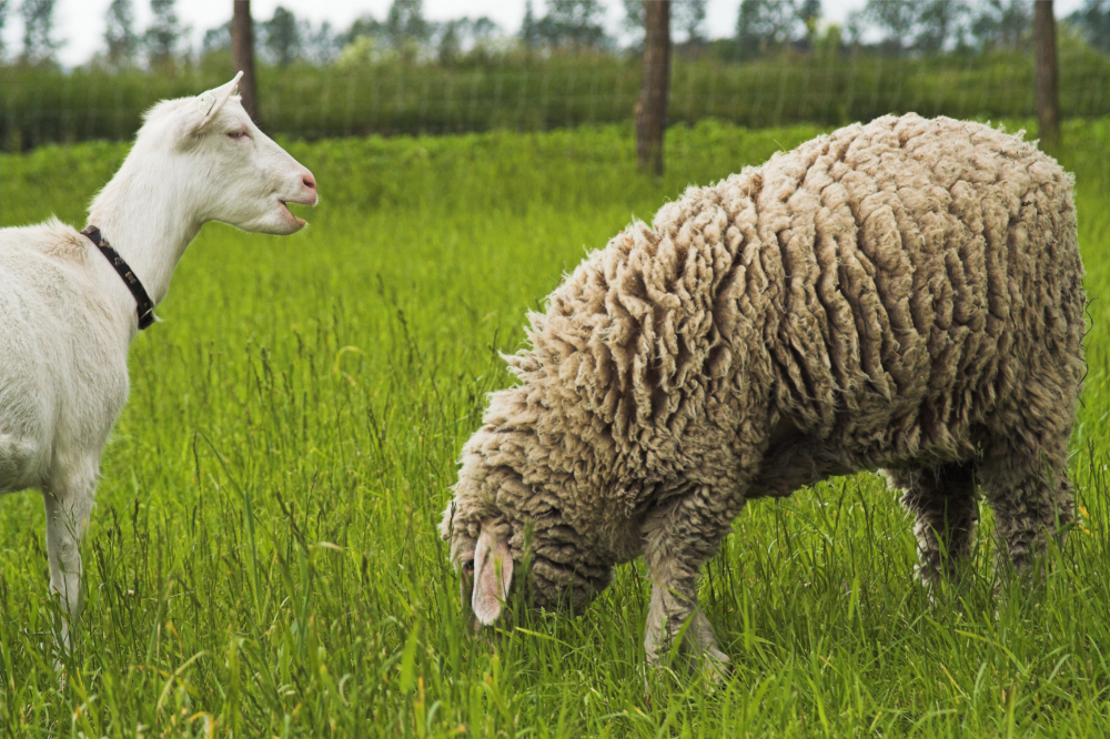 Cabra e ovelha no campo