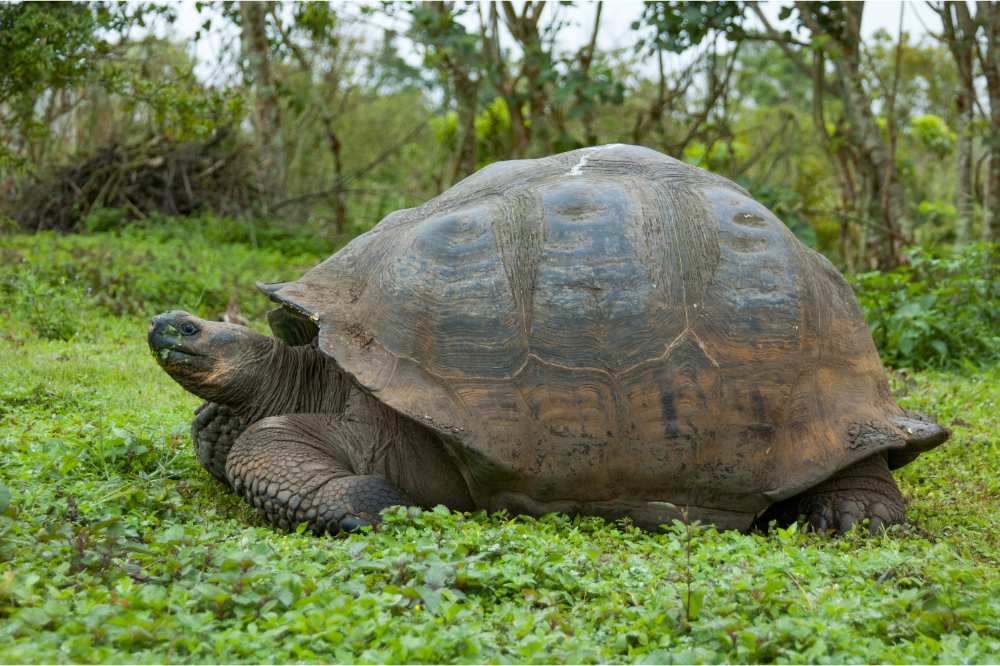 Tartaruga gigante de Galápagos