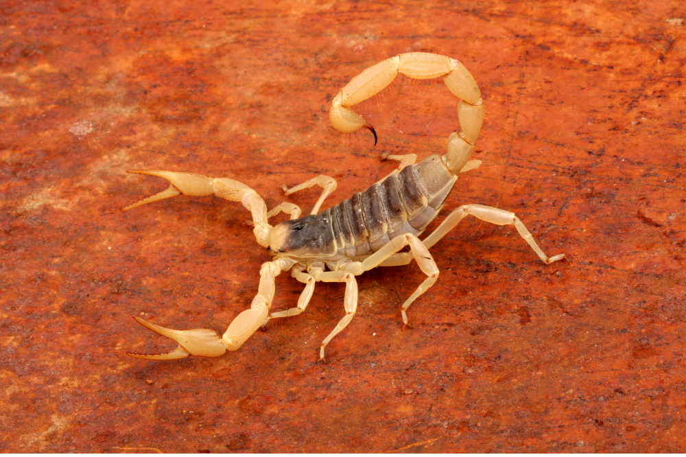 Escorpião peludo do deserto