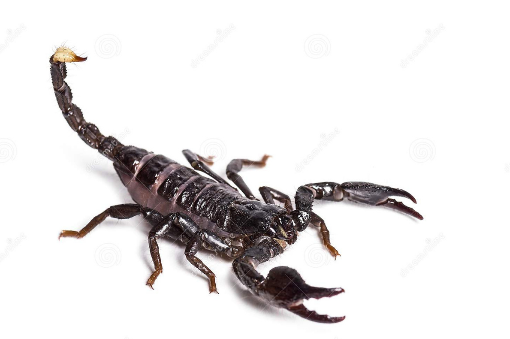 Escorpião Ditador