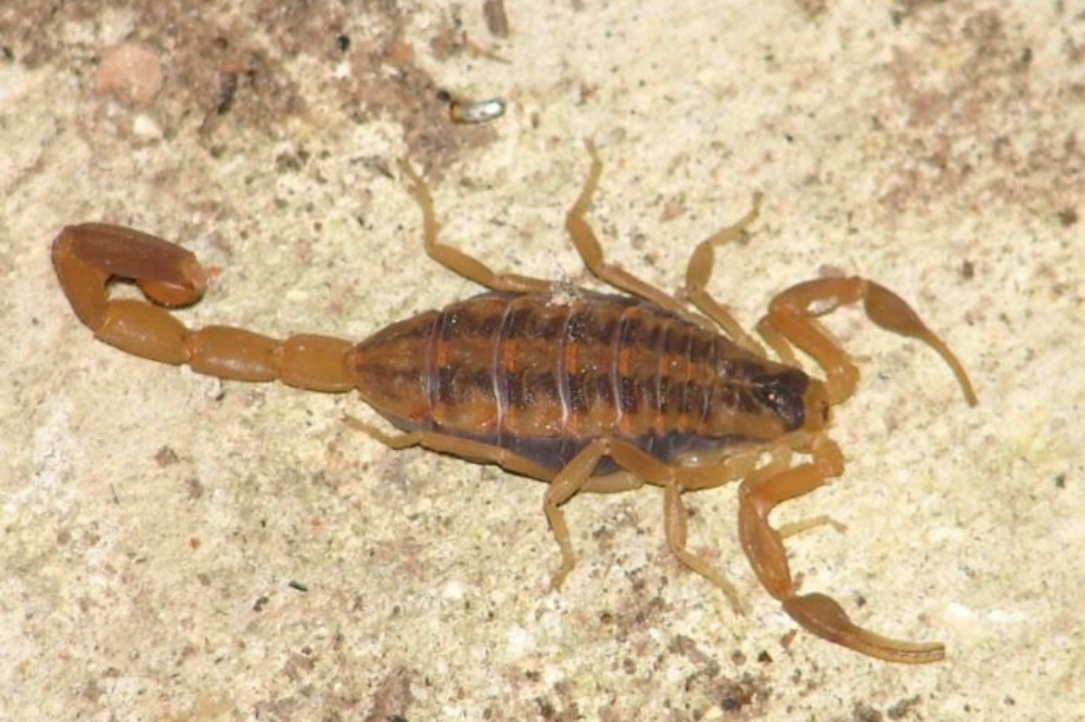 Escorpião mexicano