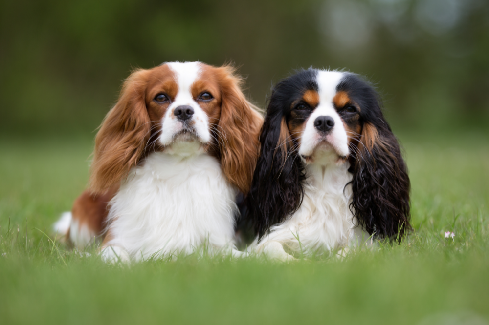 Dois cães da raça Cavalier king charles espaniel sentados