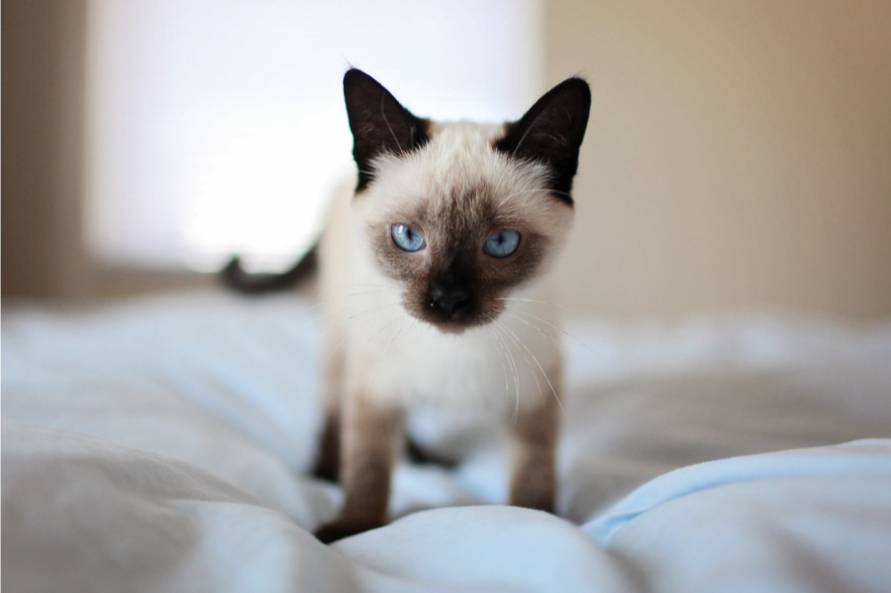 Filhote de gato siamês em cima da cama