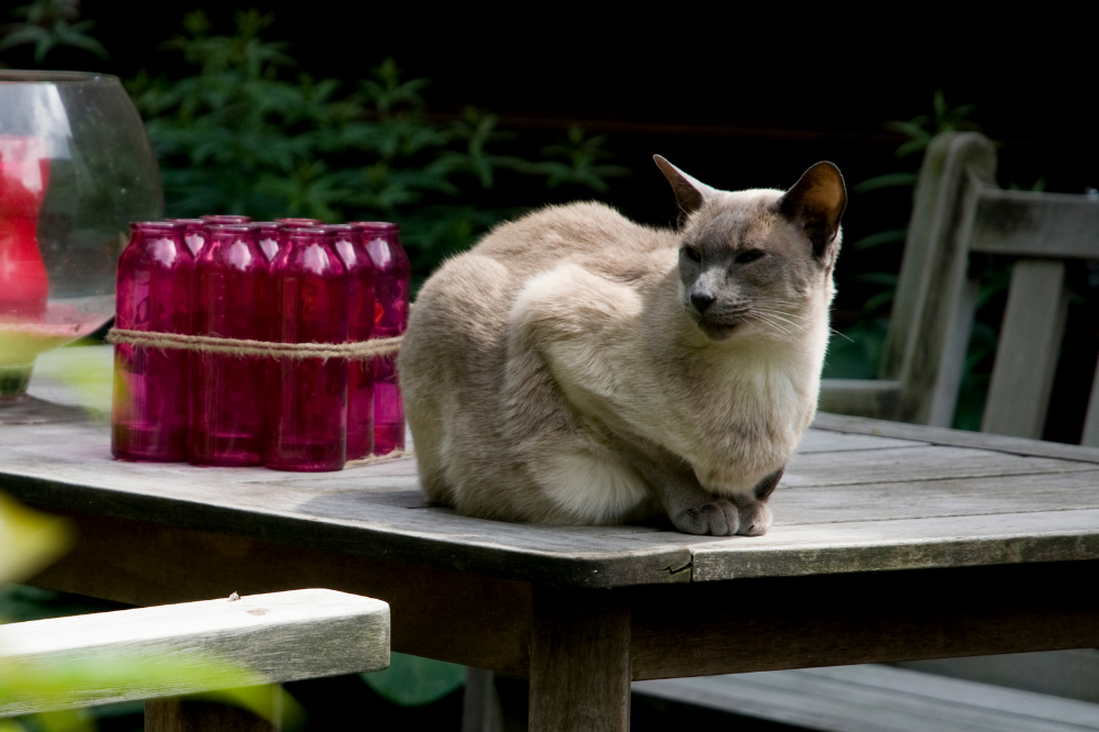 Gato Siamês em cima da mesa de madeira