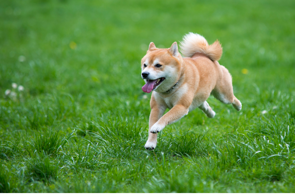 Shiba inu correndo na grama