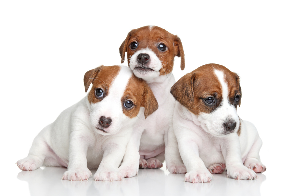 três filhotes de Jack Russell Terrier